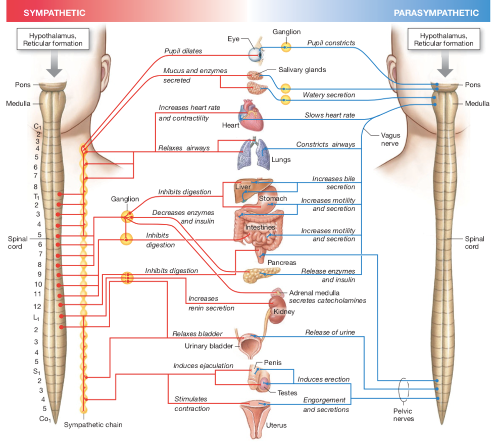 Autonomous Innervation | SHEN Centre for Meditative Sciences